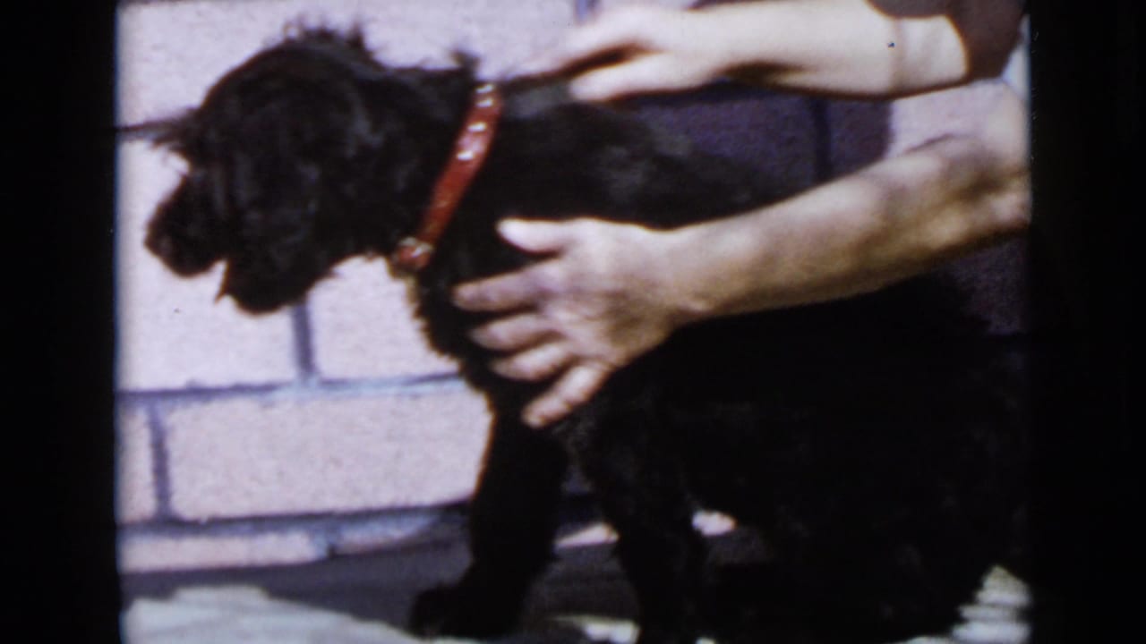 Hands hold a black dog wearing a red collar against a brick wall.