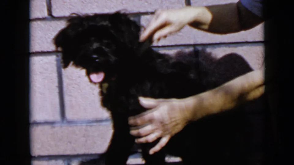 The small black dog faces the camera with its tongue out as an adult hand brushes its head in 1949 San Diego home-movie footage.