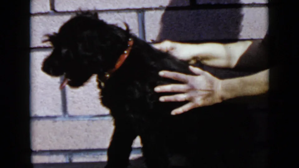 A small black dog wearing a red collar stands calmly as adult hands hold its side near a pink brick wall.