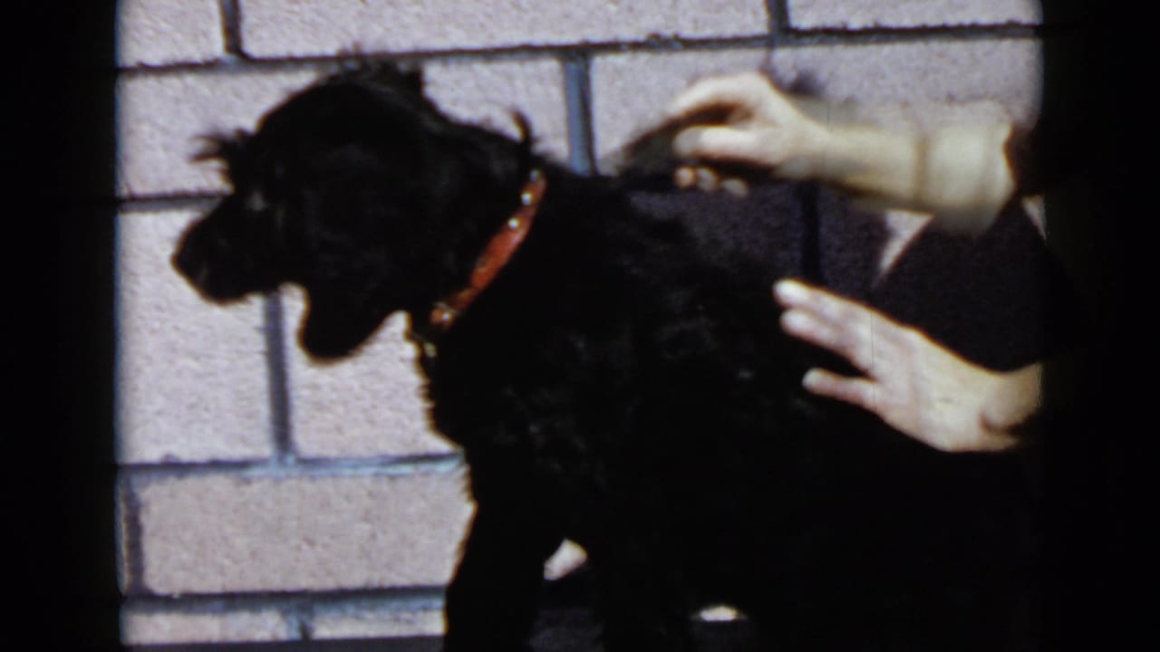 Small black dog with a red collar stands by a pale brick wall while hands comb its back.
