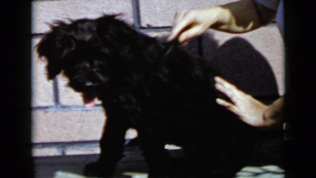 1949 San Diego frame of a black curly-haired dog being gently combed, with a brick wall and strong sunlight behind it.