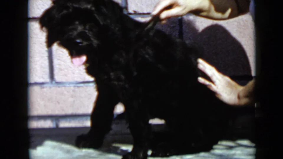 1949 San Diego home-movie still with a black dog panting toward the camera as hands groom its back near a brick wall.
