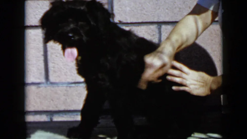 1949 San Diego frame showing a small black dog panting while a person's arm and hand groom its side outdoors.
