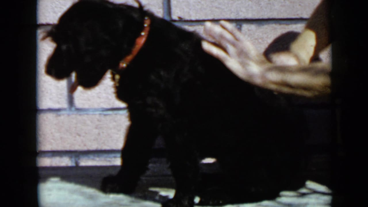 Black dog with a red collar standing beside adult hands near a brick wall.