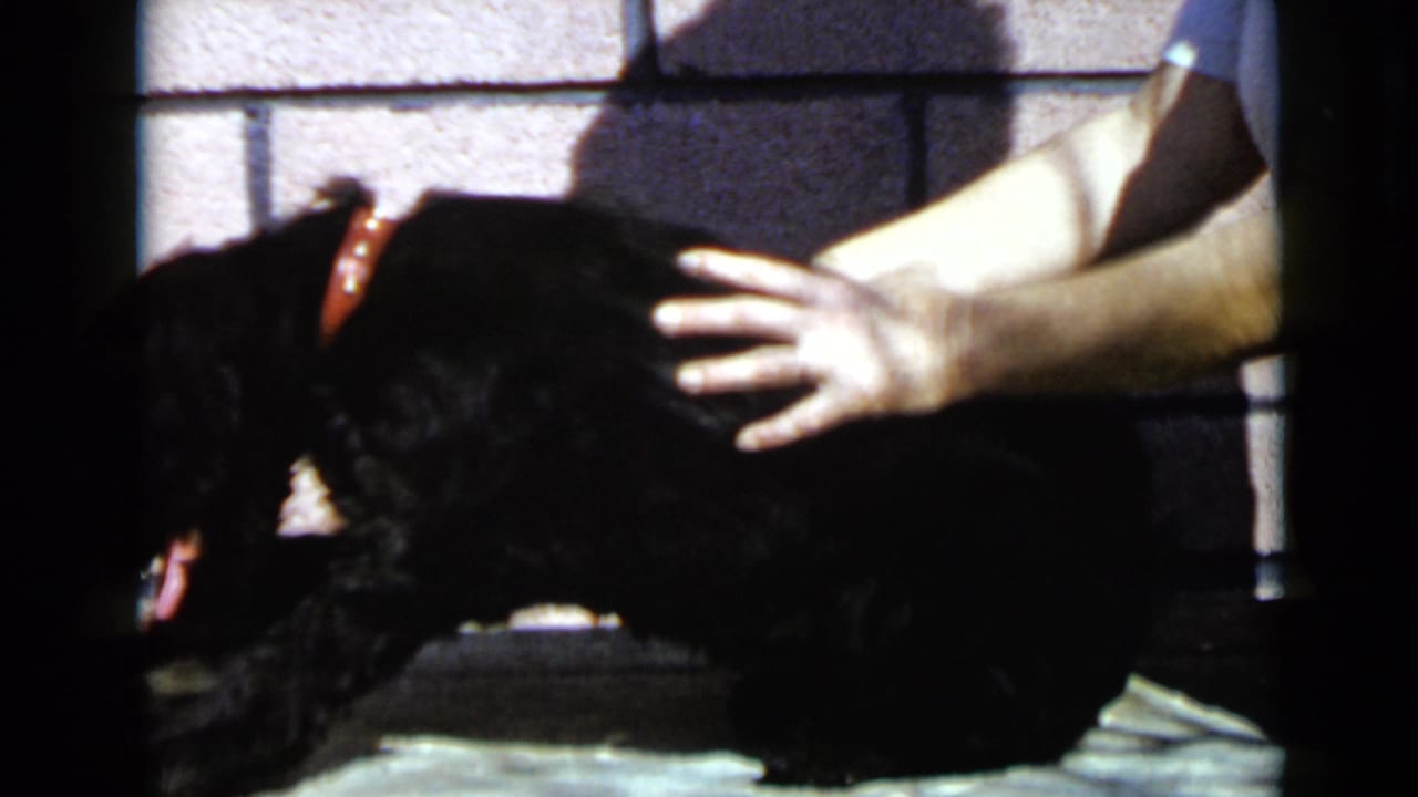 Black dog bending forward while an adult hand strokes its back near a wall.