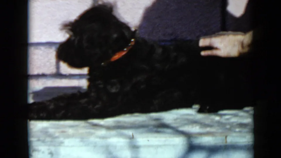 The black dog lies calmly on a pale surface while an adult hand rests nearby, with a brick wall behind it.