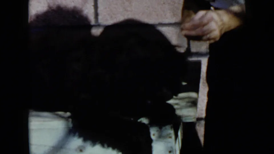 A black dog is partly visible in the foreground while a person reaches near it in the 1949 San Diego home-movie clip.