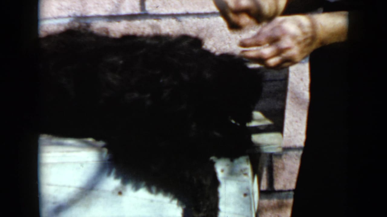 Black poodle standing beside adult hands against a block wall.
