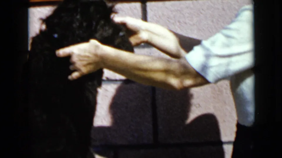 1949 San Diego frame showing adult hands steadying a black poodle during grooming against a block wall.