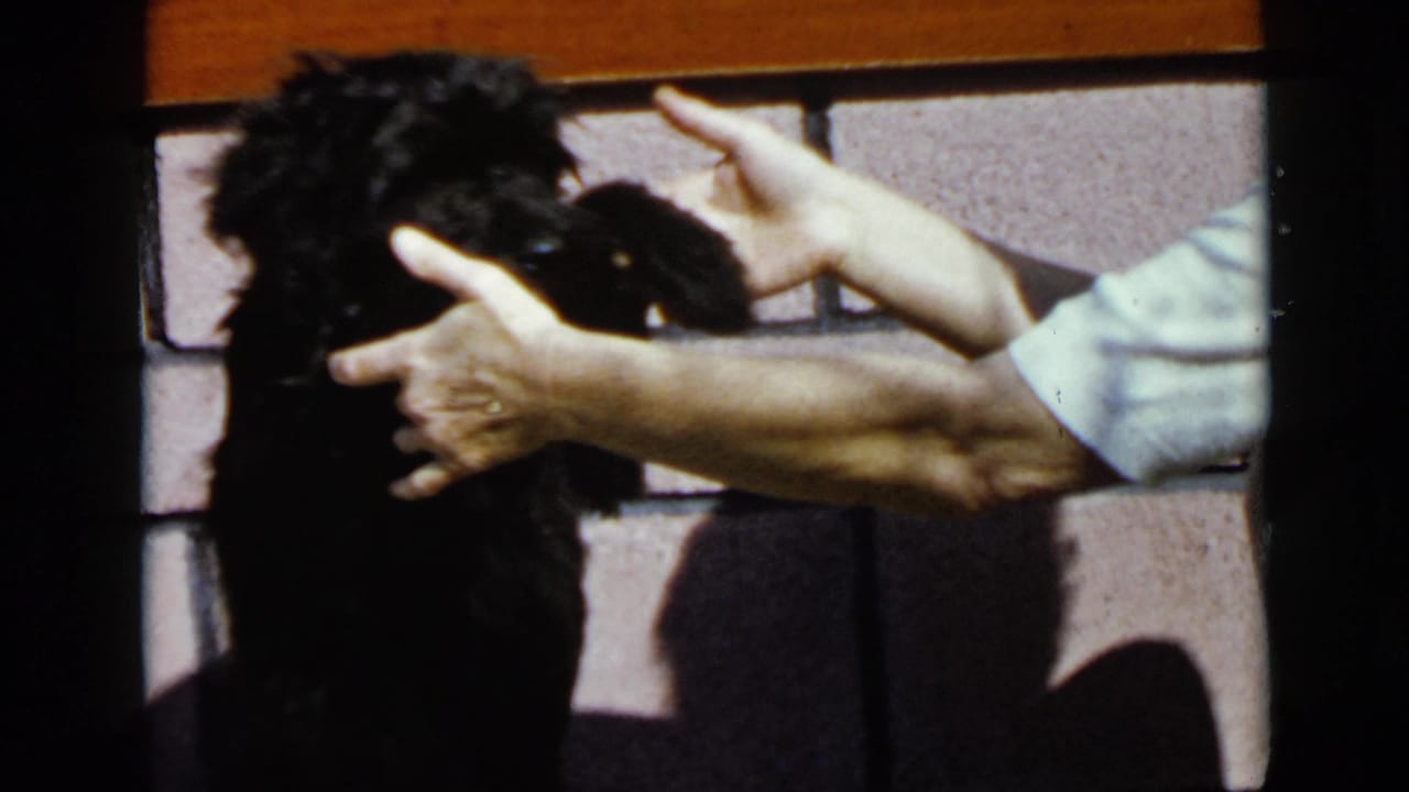 1949 San Diego home-movie frame showing a small black curly-haired dog near a wall as a person's hands reach toward it.