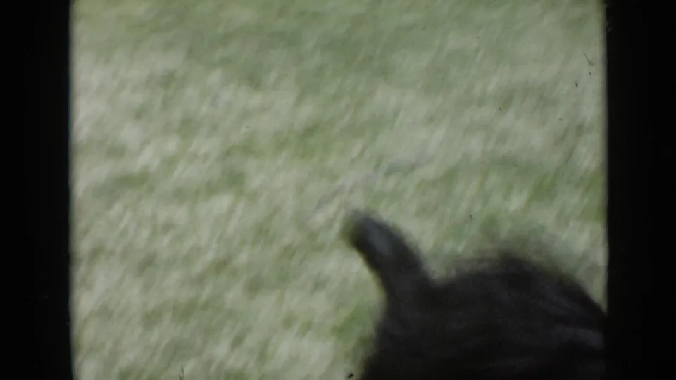 A blurred black dog moves across a green lawn in a 1949 San Diego home-movie frame with visible film borders.