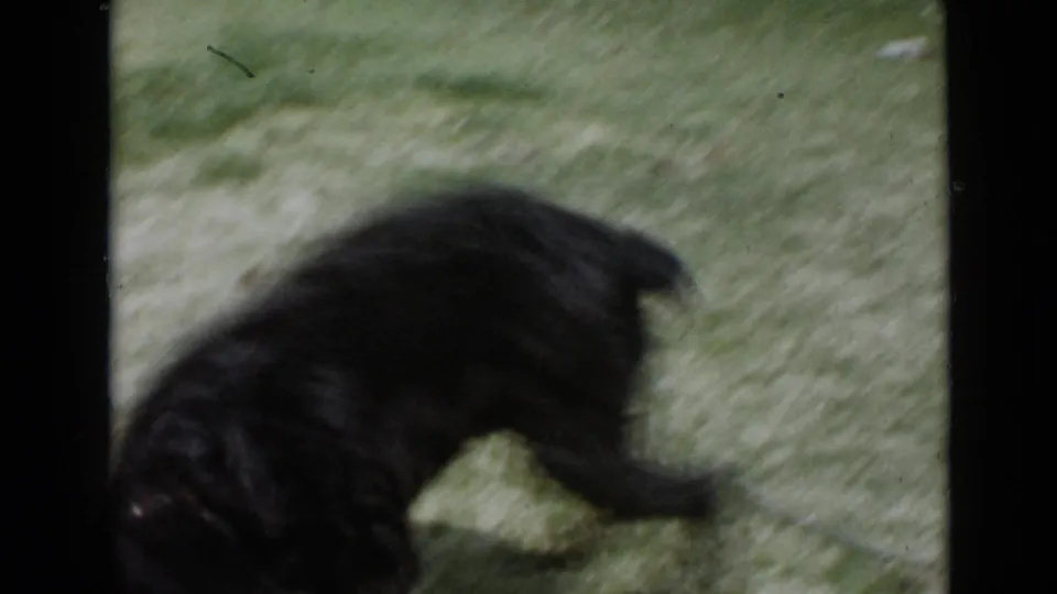 Close home-movie view of the black dog on a green lawn, with its body blurred by fast movement.