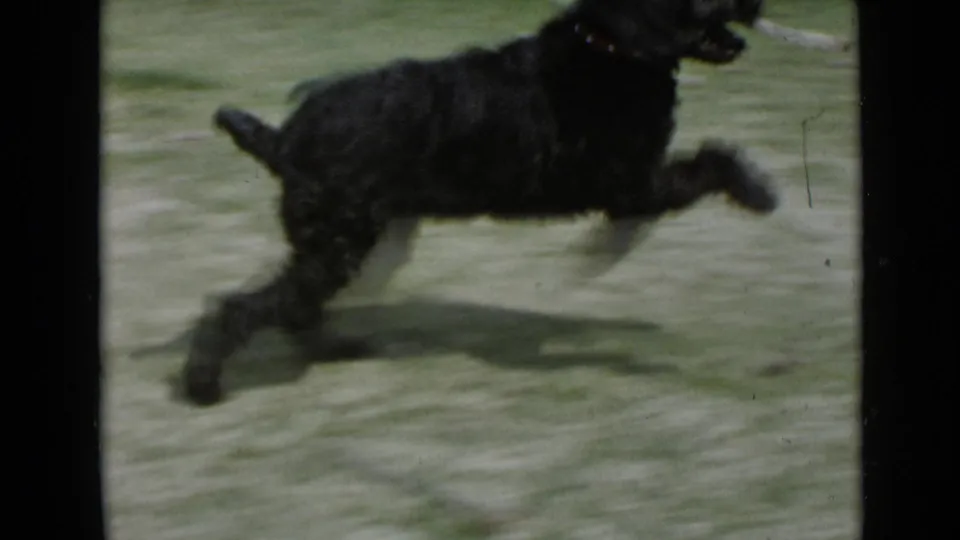 The small black dog runs across the San Diego lawn with a light-colored object in its mouth, captured in soft 8mm motion.