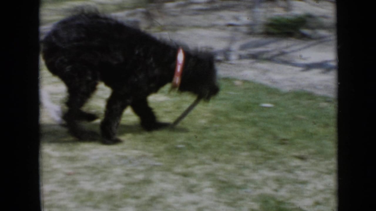 1949 San Diego home-movie frame showing a small black dog with a red collar moving through a grassy yard.