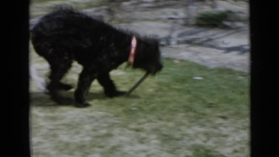 1949 San Diego home-movie frame showing a small black dog with a red collar moving through a grassy yard.