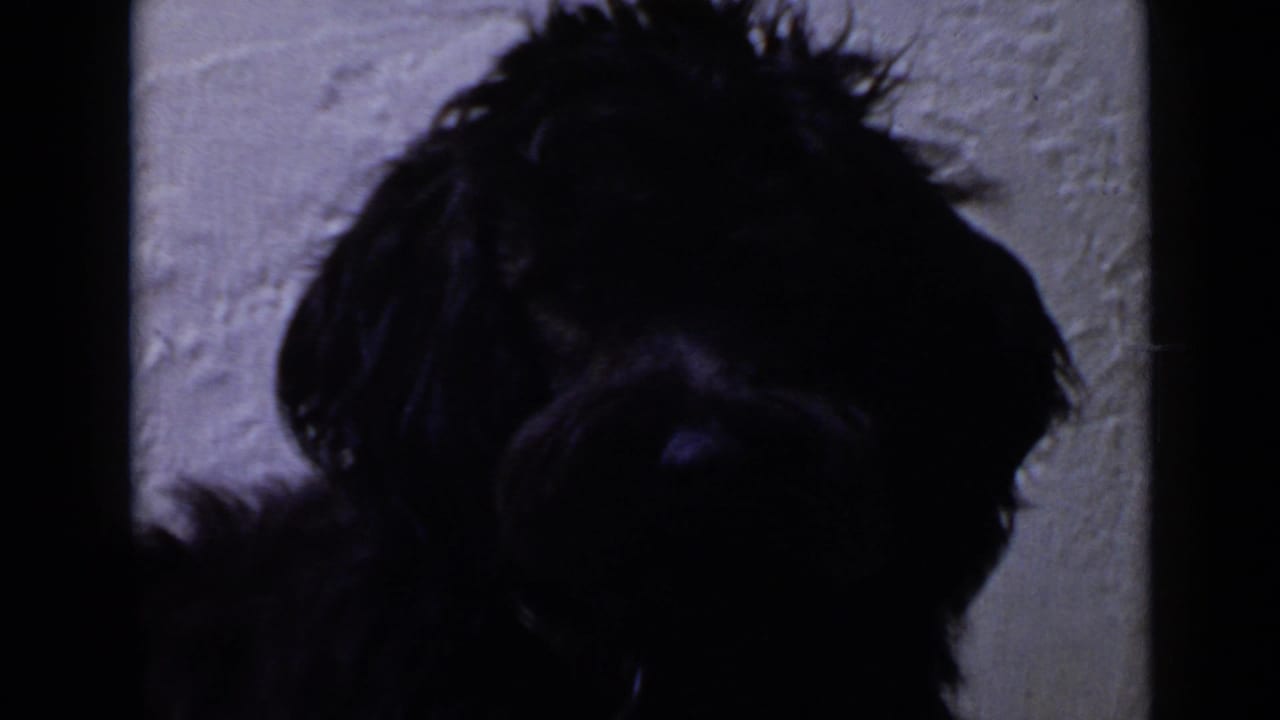 Close view of a small black dog beside a textured wall.