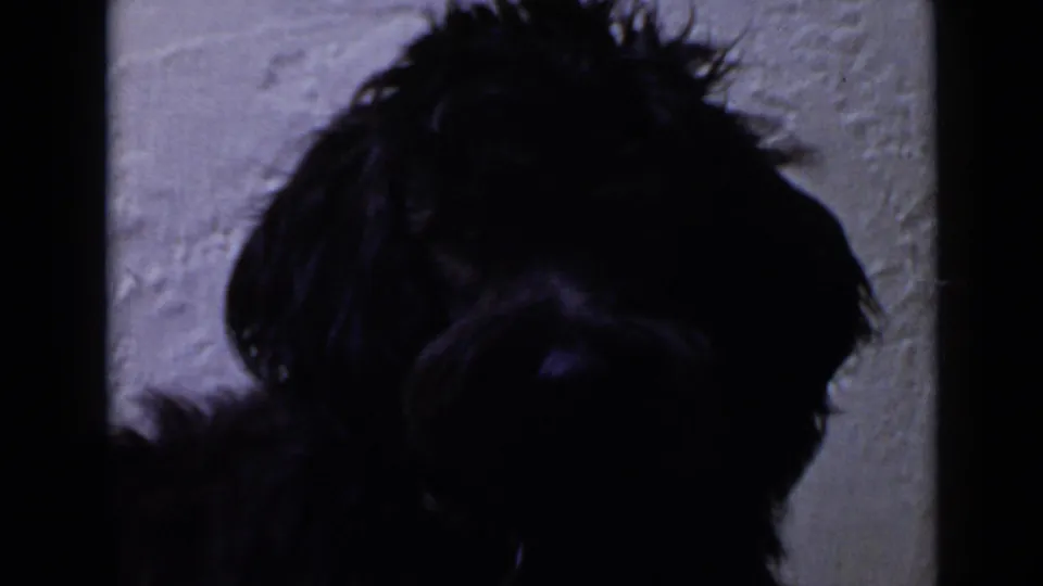 Close 8mm frame of a small black dog near a pale textured wall, with the face mostly in shadow.