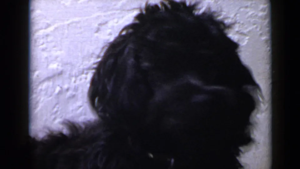 1949 home-movie close-up of a small black dog's head and shoulders against a pale textured wall.