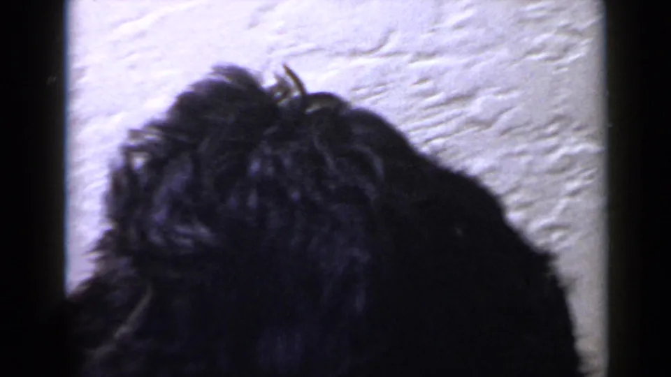 Close 8mm frame of a small black dog turned partly away near a pale textured wall in San Diego metadata context.