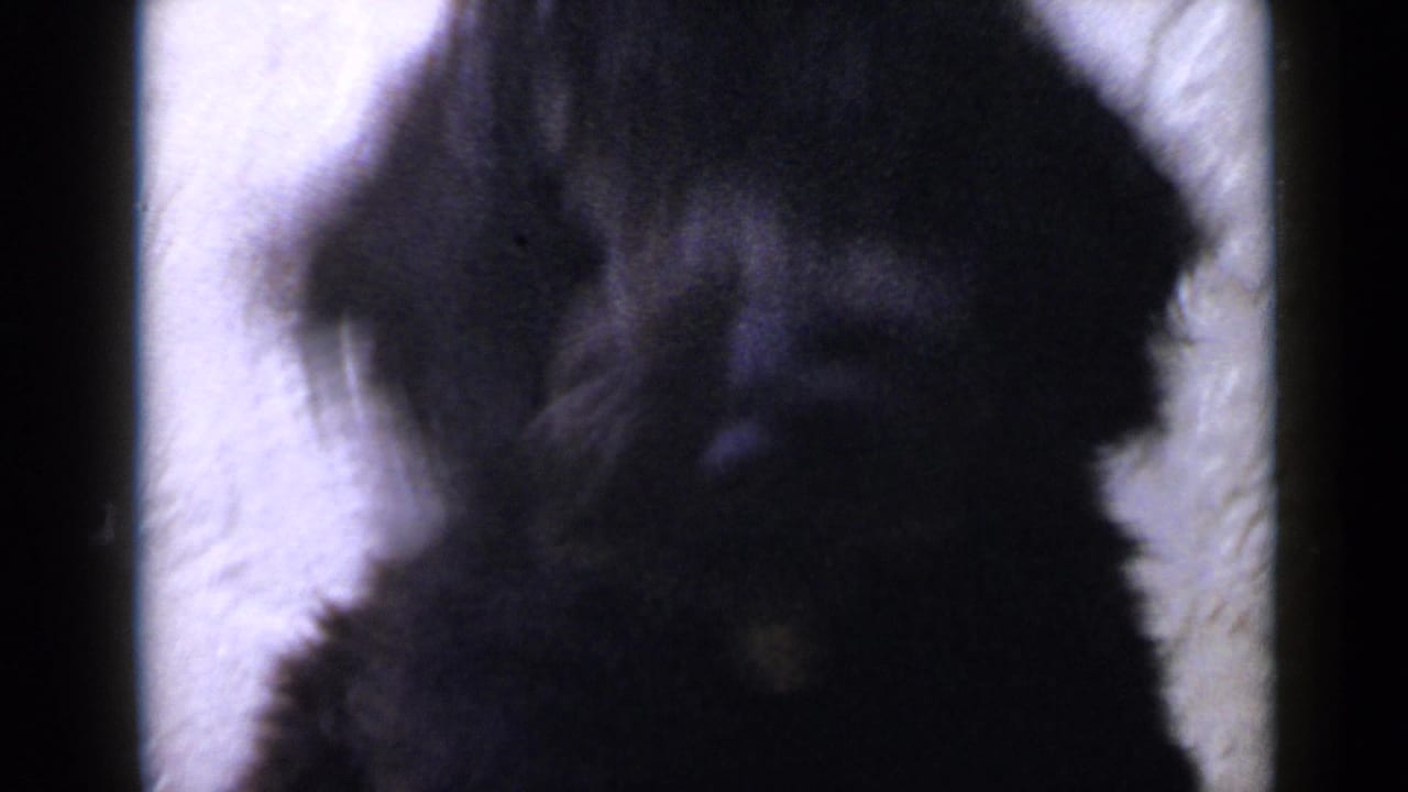 1949 San Diego 8mm frame showing a shaggy black dog close to the camera near a pale textured wall.