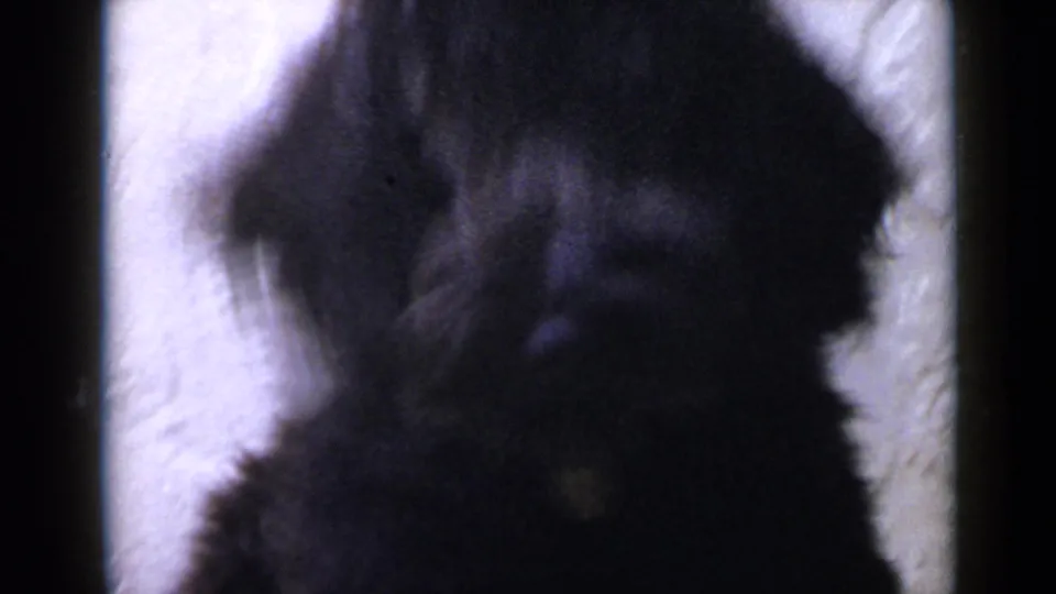 1949 San Diego 8mm frame showing a shaggy black dog close to the camera near a pale textured wall.