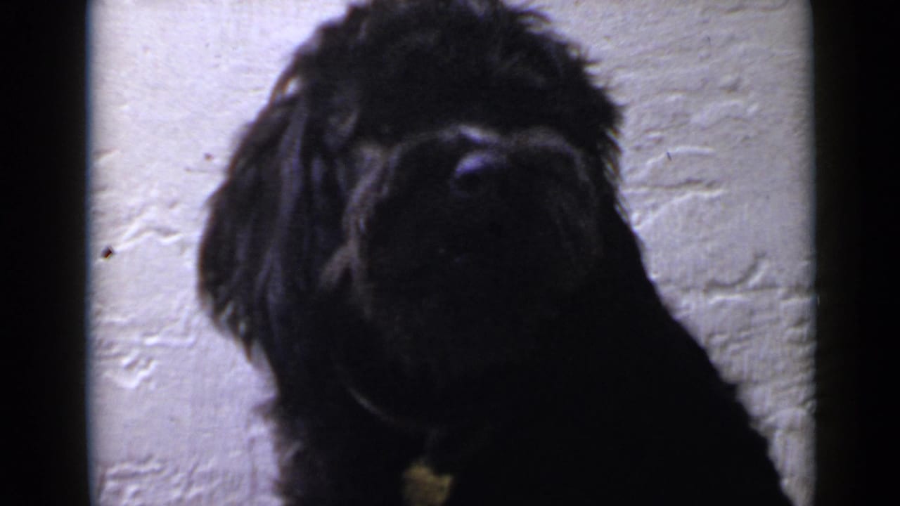 1949 San Diego 8mm frame with the black curly-haired dog facing camera against a pale exterior wall.