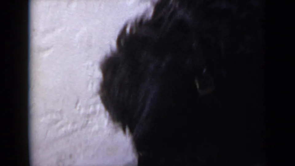 1949 San Diego 8mm frame showing the black dog in a dark close-up beside the pale wall, likely rubbing or shifting its head.