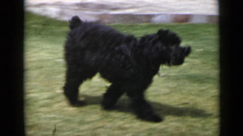 1949 San Diego 8mm frame showing the black shaggy dog in profile while walking across a grassy lawn.