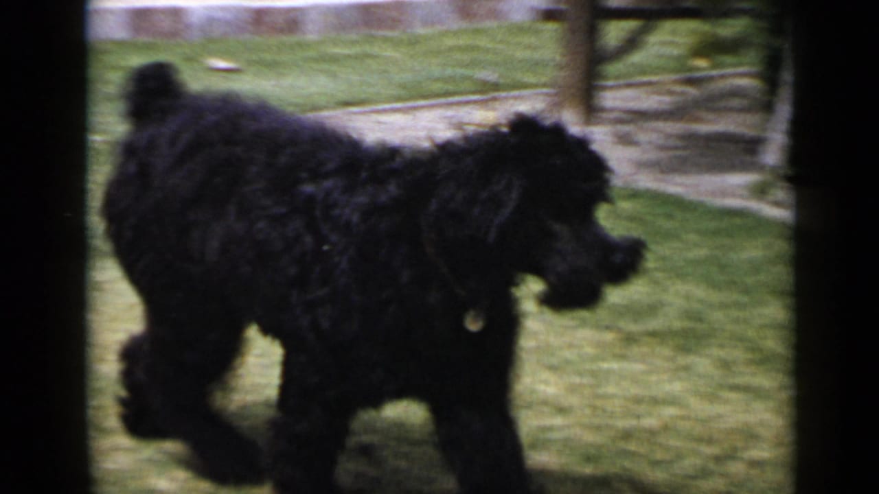 In 1949 San Diego home-movie footage, a fluffy black dog walks across a green yard with soft focus and dark film borders.