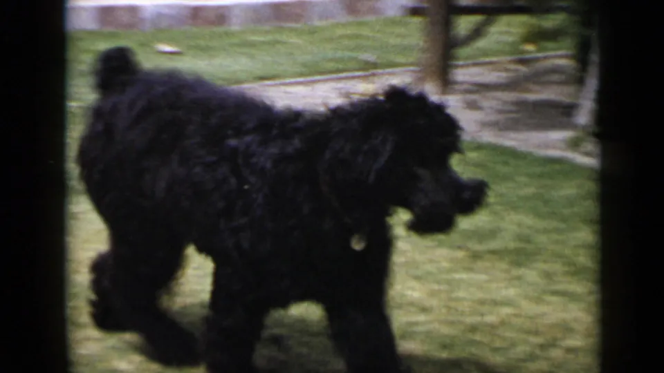 In 1949 San Diego home-movie footage, a fluffy black dog walks across a green yard with soft focus and dark film borders.