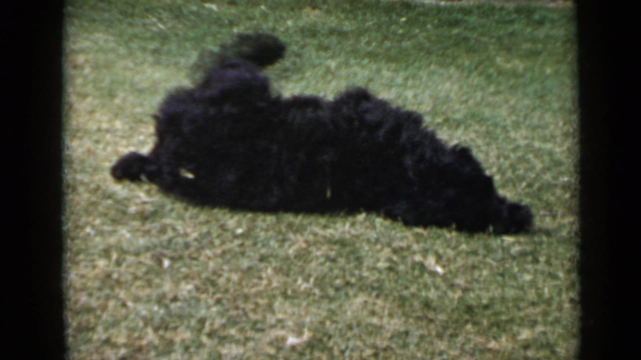 The black dog rolls onto its back in the grass during the 1949 San Diego backyard home-movie scene.