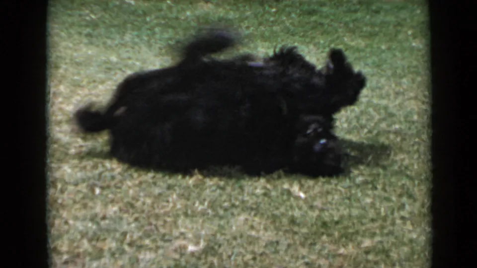 A fluffy black dog continues rolling in the grass, filmed close to the lawn in a handheld 8mm home-movie view.