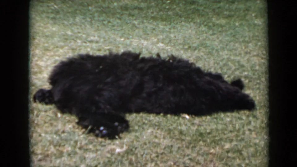 The black dog lies stretched in the lawn at the end of the short 1949 San Diego pet clip.
