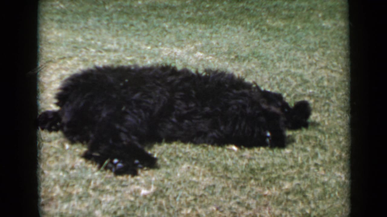 In 1949 San Diego home-movie footage, a black fluffy dog rests on its side in grass, framed by soft 8mm film grain.