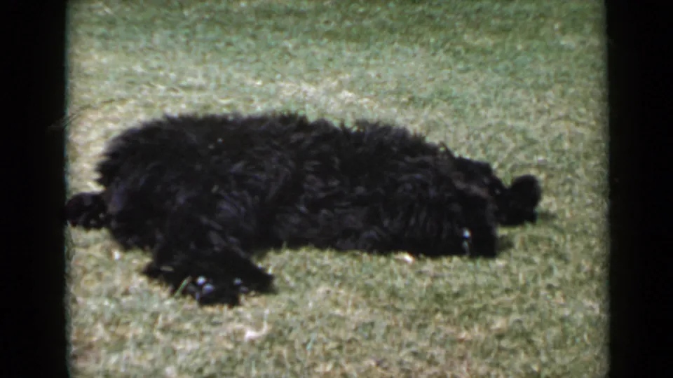 In 1949 San Diego home-movie footage, a black fluffy dog rests on its side in grass, framed by soft 8mm film grain.