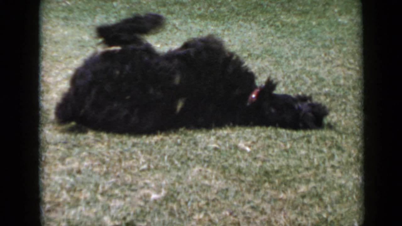 The black dog rolls onto its back on the lawn, legs lifted, in 1949 San Diego 8mm home-movie footage.