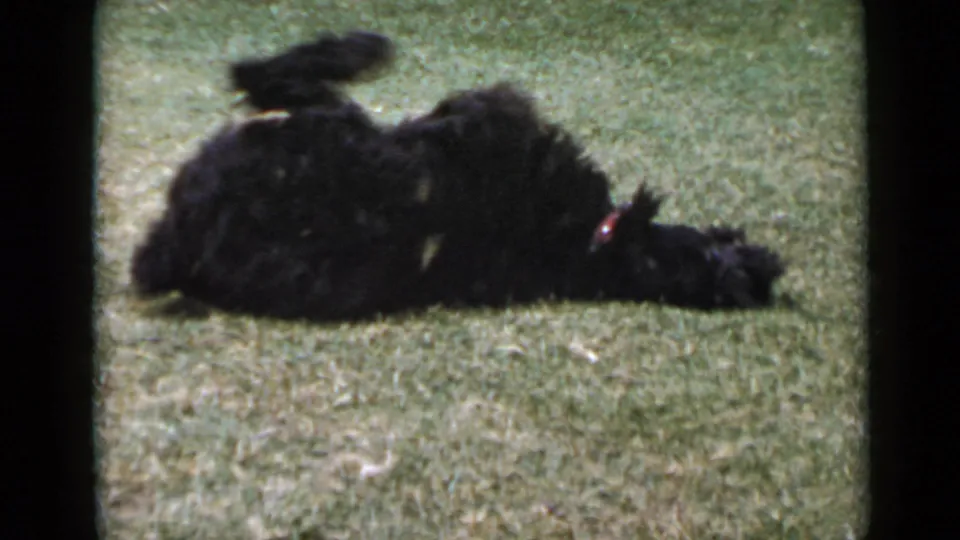 The black dog rolls onto its back on the lawn, legs lifted, in 1949 San Diego 8mm home-movie footage.
