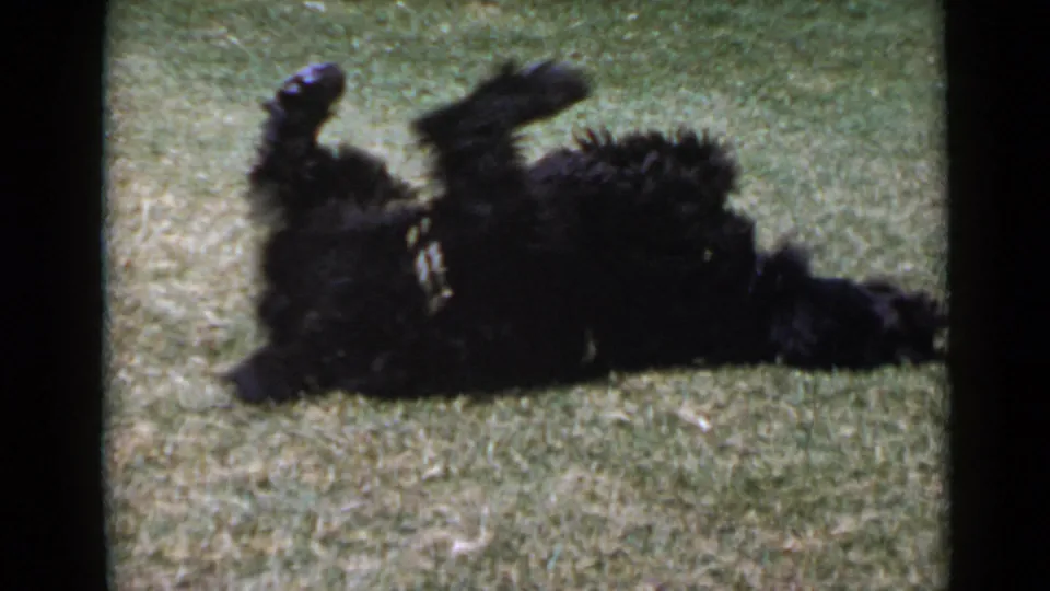 A black dog lies partly on its back with paws up on a San Diego lawn, captured in a soft 1949 8mm home movie frame.