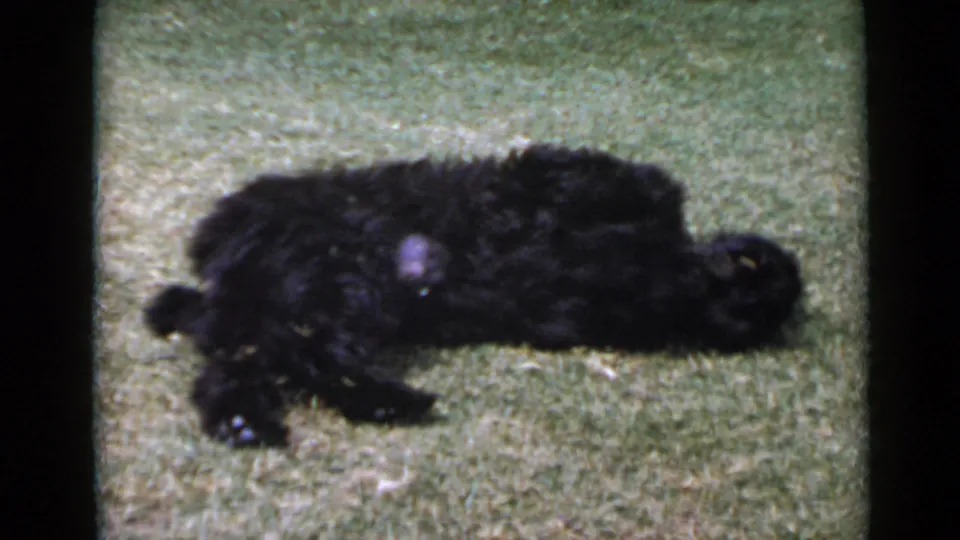 The black dog settles sideways on the lawn after rolling, shown in grainy 1949 San Diego 8mm home-movie footage.
