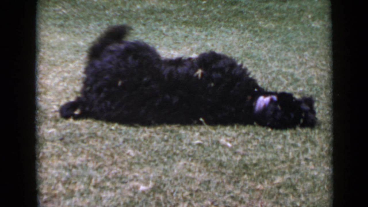1949 San Diego home-movie frame of a fluffy black dog with a collar rolling on sunlit grass.