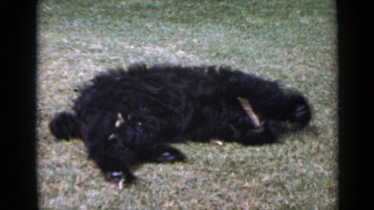 A fluffy black dog appears stretched on a lawn in 1949 San Diego 8mm home-movie footage.
