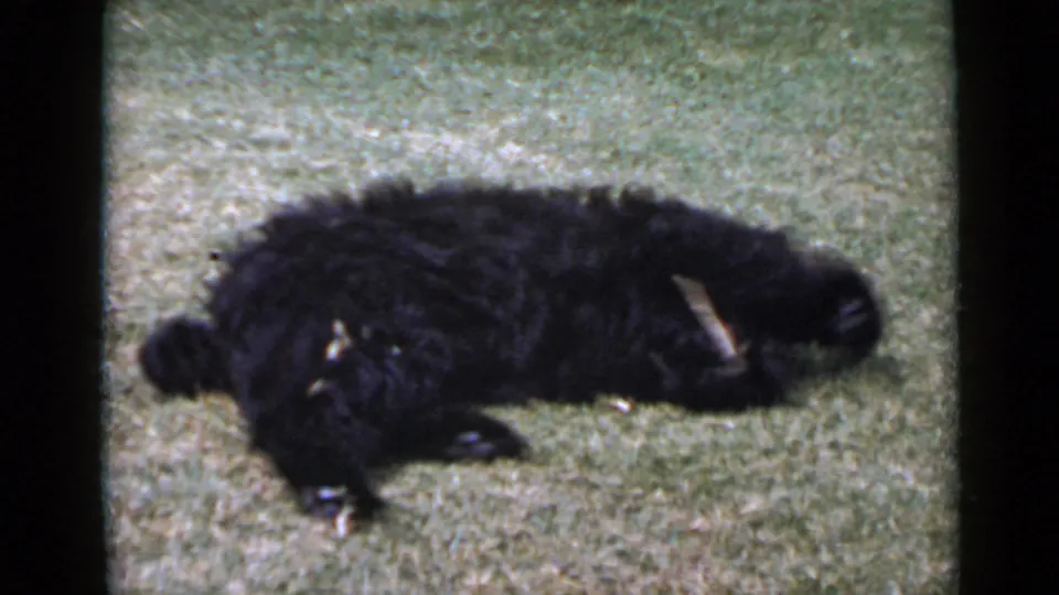 A fluffy black dog appears stretched on a lawn in 1949 San Diego 8mm home-movie footage.