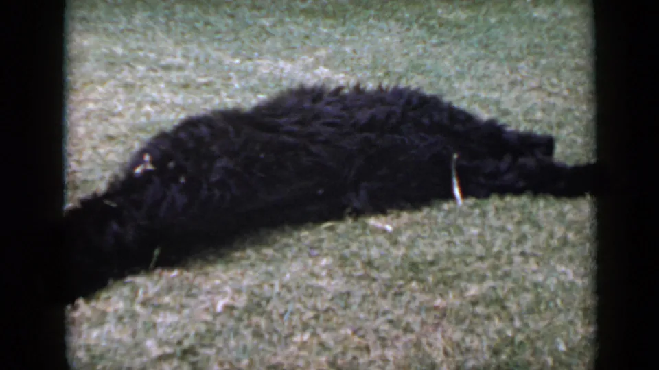 1949 San Diego 8mm frame showing a black dog stretched along a grassy lawn, partly near the frame edge.