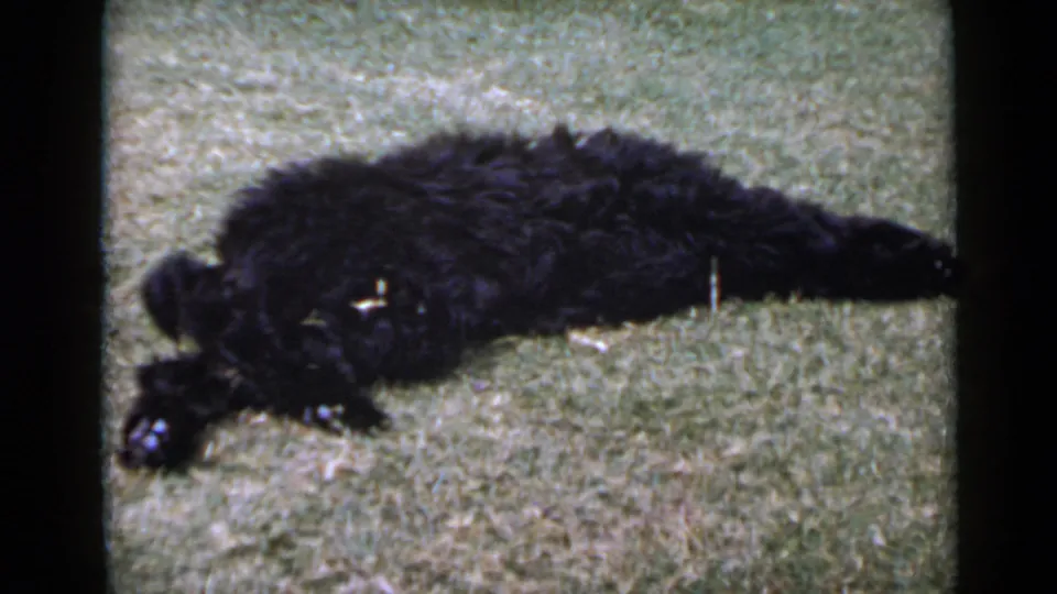 A fluffy black dog rests or rolls on its side on a sunlit lawn in 1949 San Diego home-movie footage.