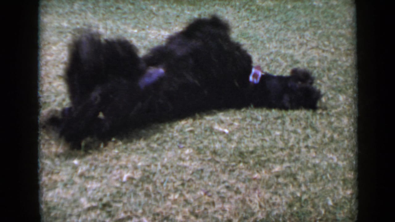Small black dog lying on its side on a grass lawn.