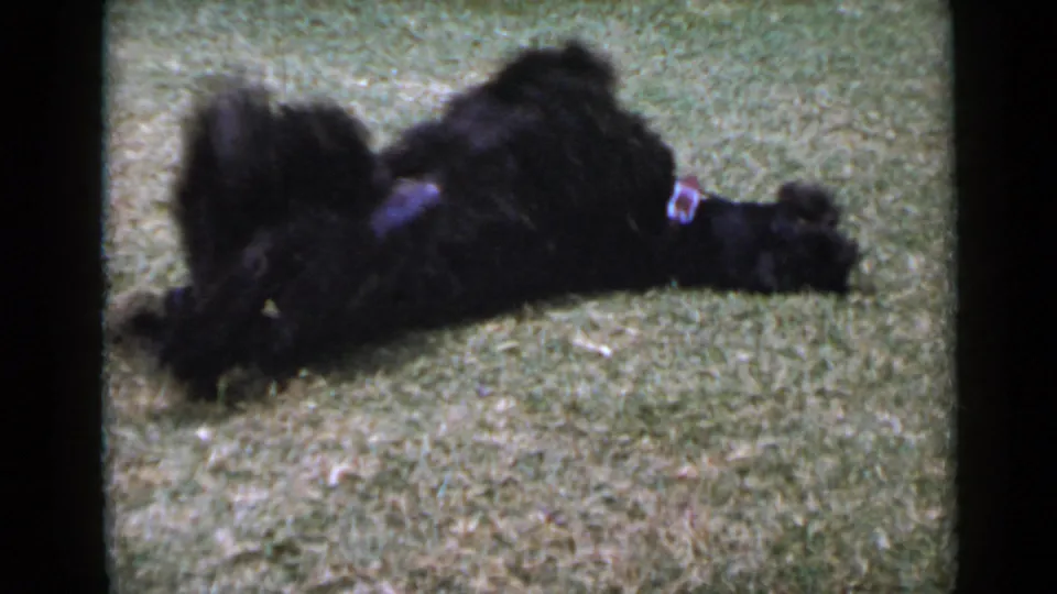 Small black dog on a grassy lawn in 1949 San Diego home-movie footage, seen lying sideways in soft 8mm focus.