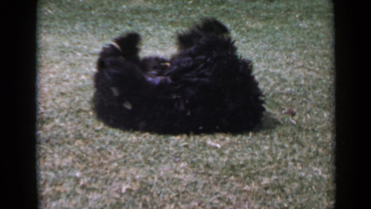 Black dog rolls onto its back on a San Diego lawn, captured in warm 1949 8mm home-movie color.