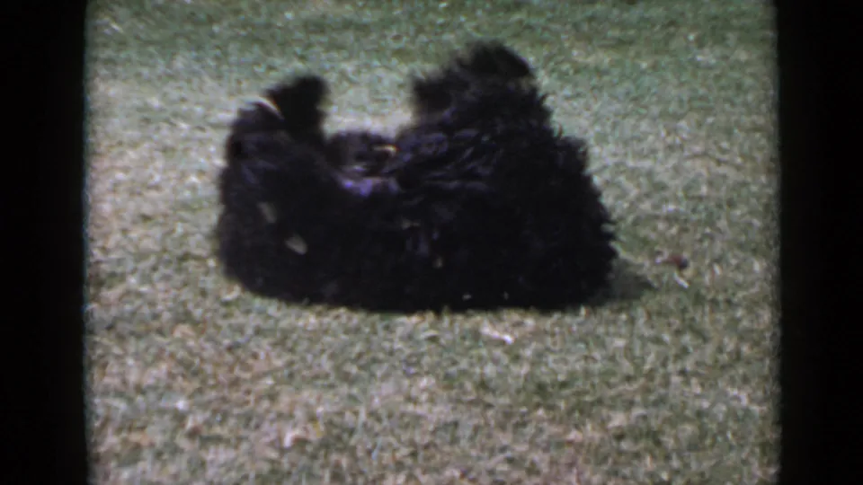 Black dog rolls onto its back on a San Diego lawn, captured in warm 1949 8mm home-movie color.