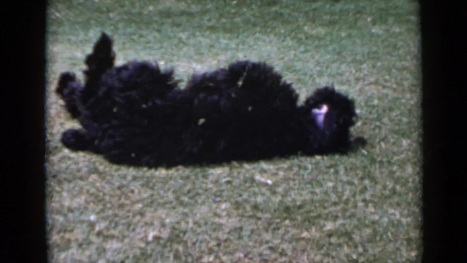 The small black dog lies belly-up on the grass, one leg raised, in vintage 1949 San Diego 8mm footage.