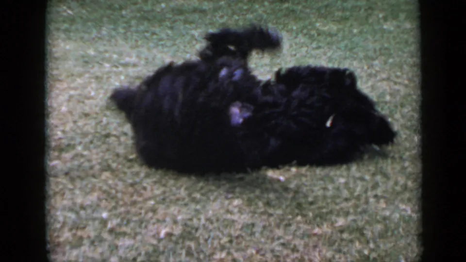 Small black dog twists and rolls on the lawn in a brief 1949 San Diego home-movie frame.